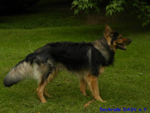 Aragorn van Molino�s Hof