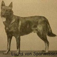 Luchs von Sparwasser gilt als einer der Gr�nderv�ter der Sch�ferhunde 